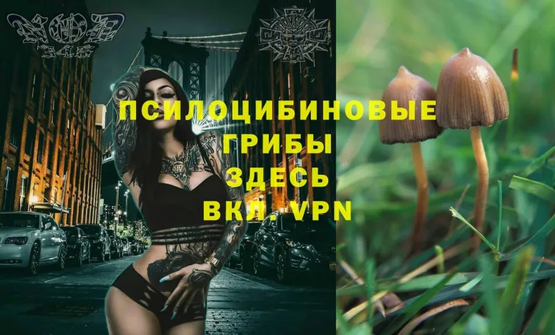 даркнет сайт  Барабинск  Псилоцибиновые грибы MAGIC MUSHROOMS 